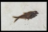 Fossil Fish (Diplomystus) - Green River Formation, Inch Layer #107475-1